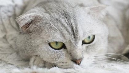 开奖结果-乐鱼体育app：让热血与数据同频的体育新体验